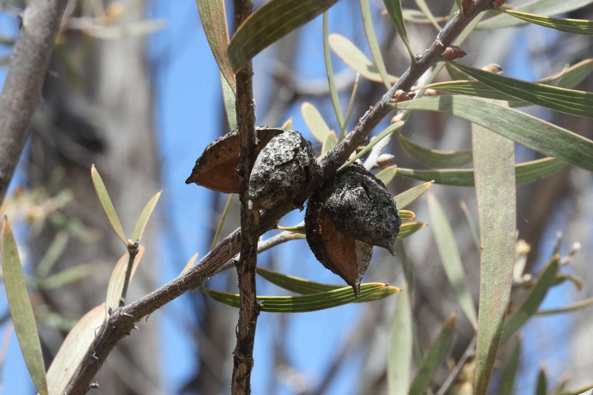 Imagem de Hakea laevipes subsp. graniticola Haegi