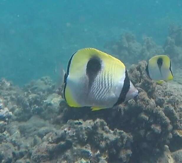 Image of Limespot Butterflyfish