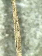 Image of slender spikerush
