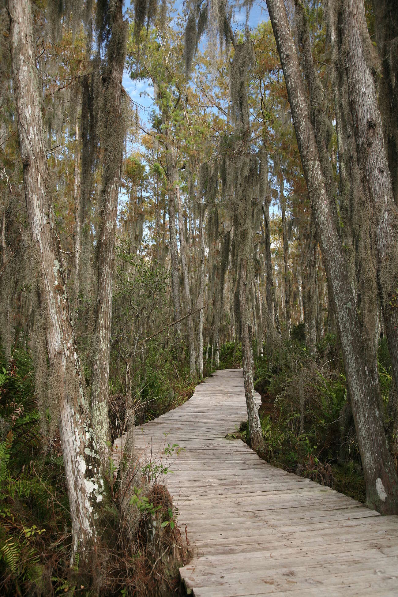 Image of Spanish moss