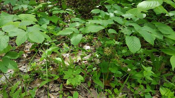 Image of wild sarsaparilla