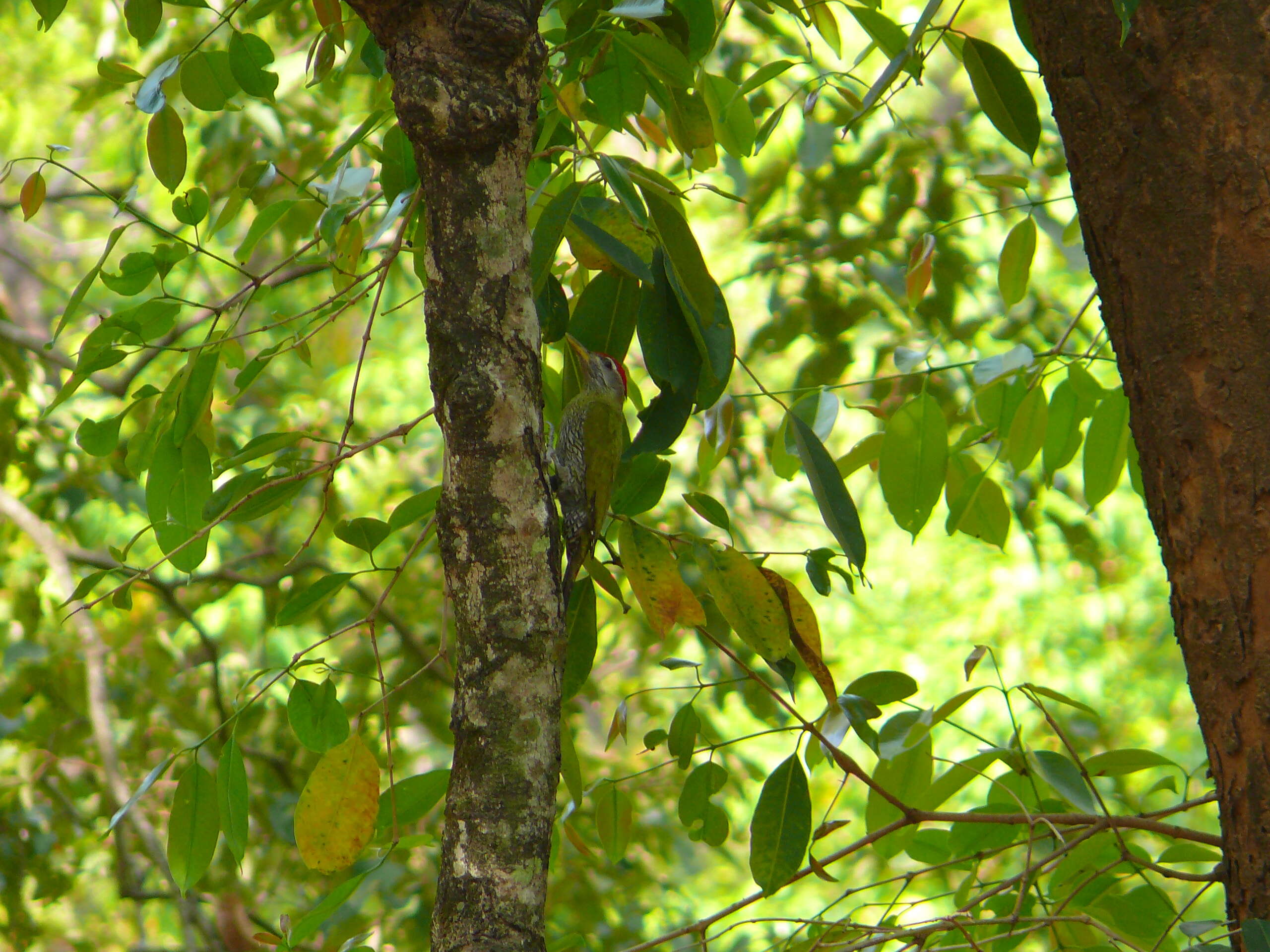 Image of Streak-throated Woodpecker