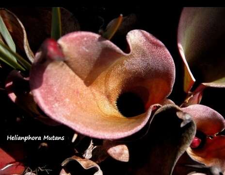 Image of Heliamphora nutans Benth.