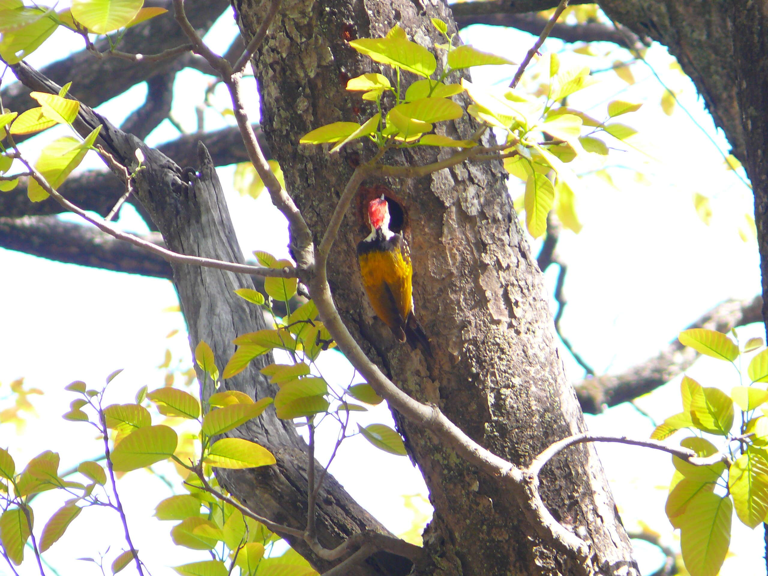 Image of Black-rumped Flameback