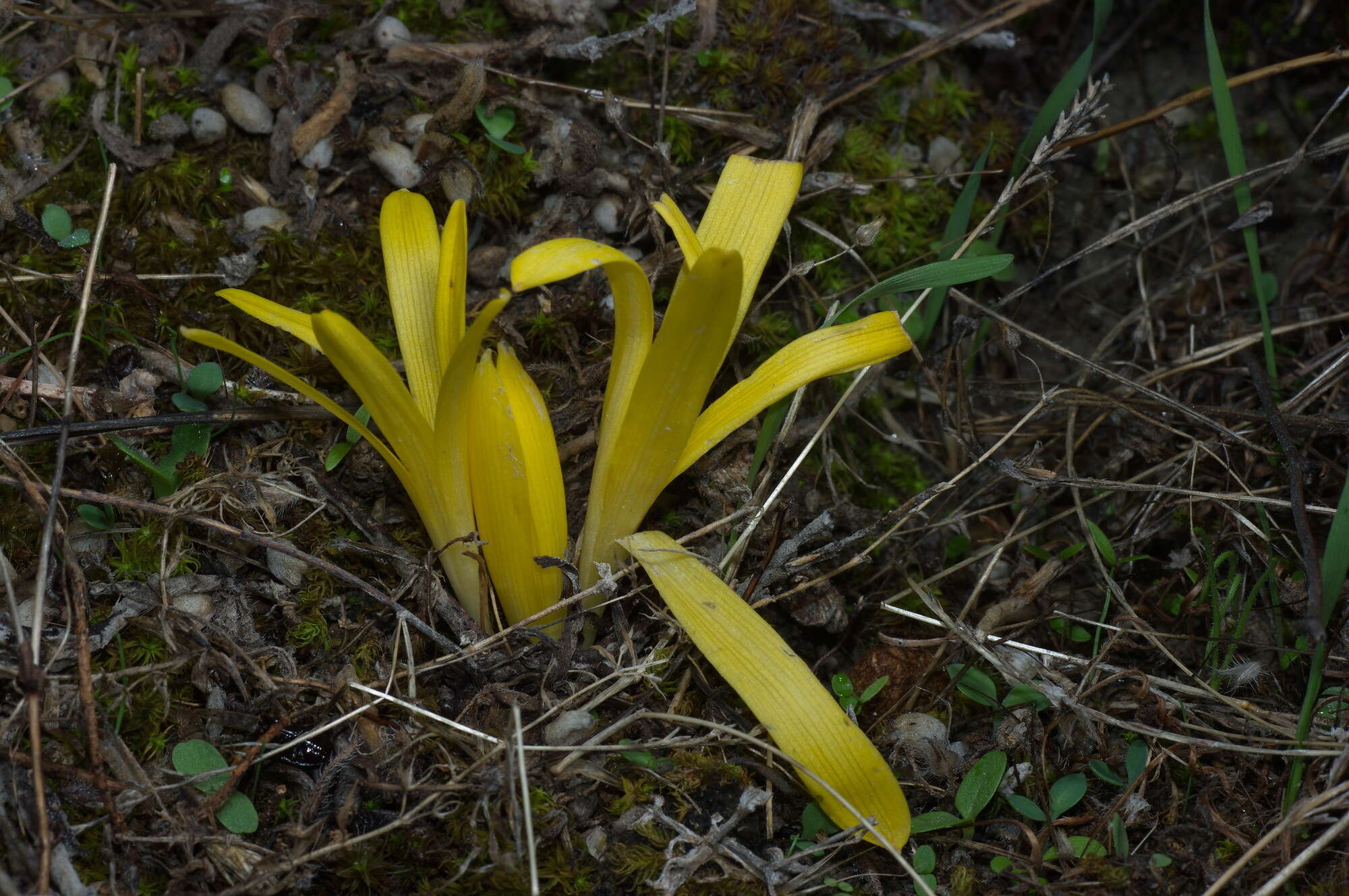 Image of Slender Sternbergia