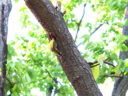 Image of Scaly-bellied Woodpecker