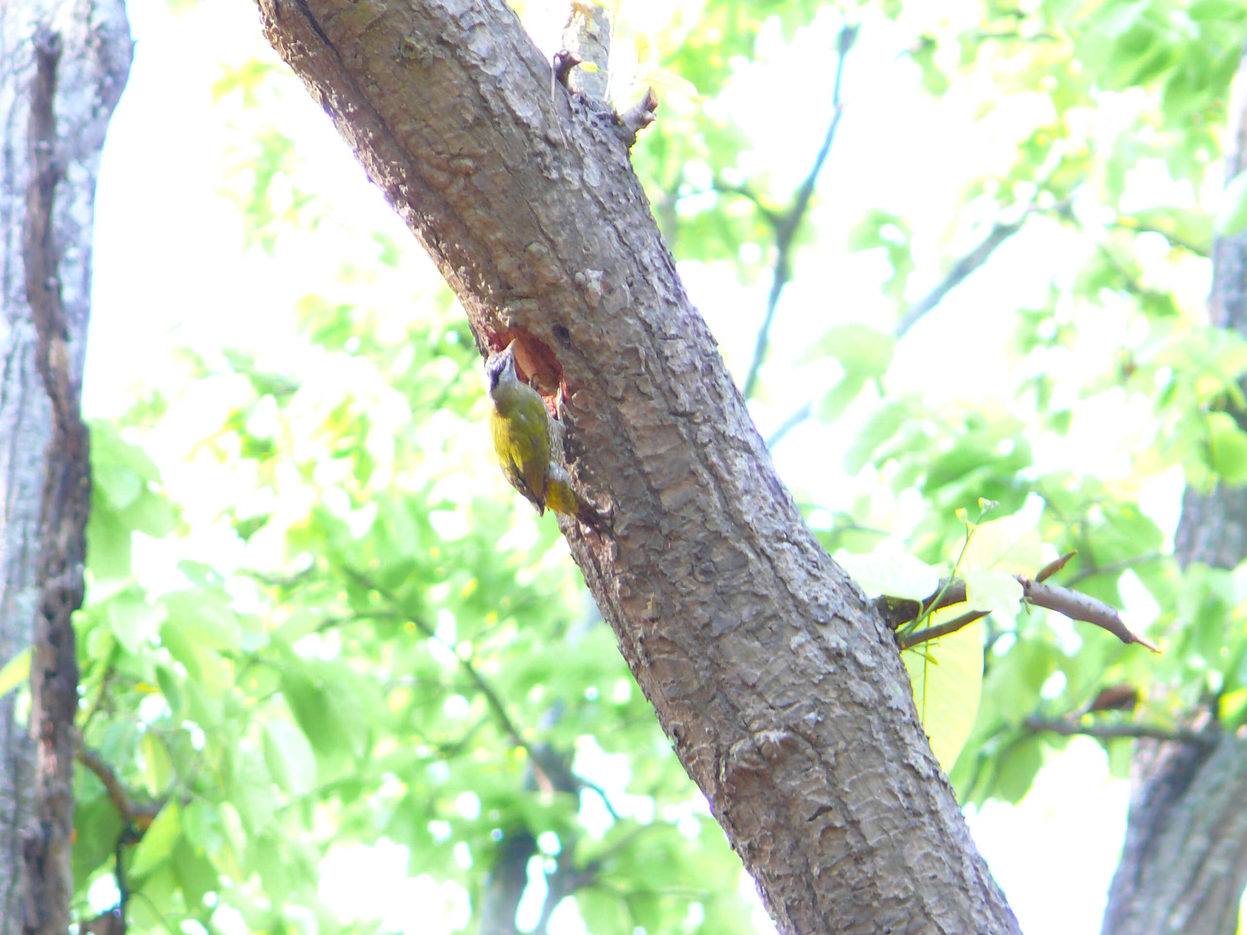 Image of Scaly-bellied Woodpecker