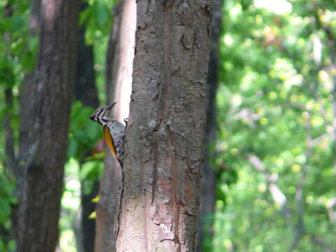 Image of Himalayan Flameback