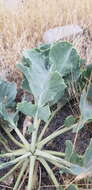 Image of Crambe orientalis L.