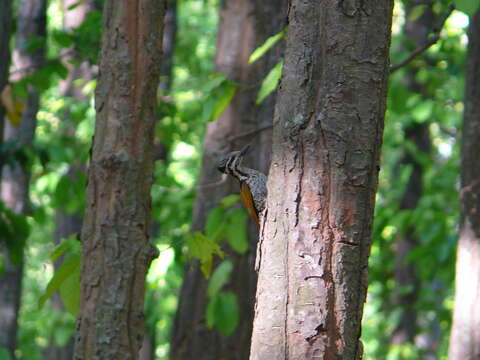 Image of Himalayan Flameback