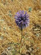 Image de Echinops adenocaulos Boiss.