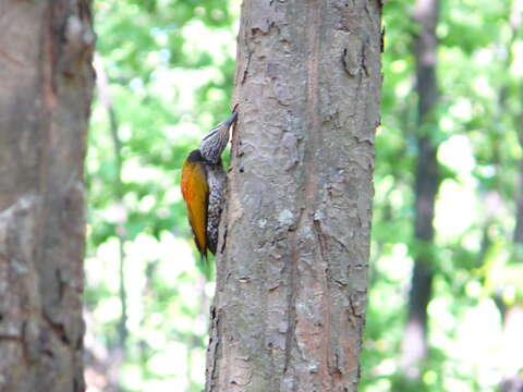 Image of Himalayan Flameback