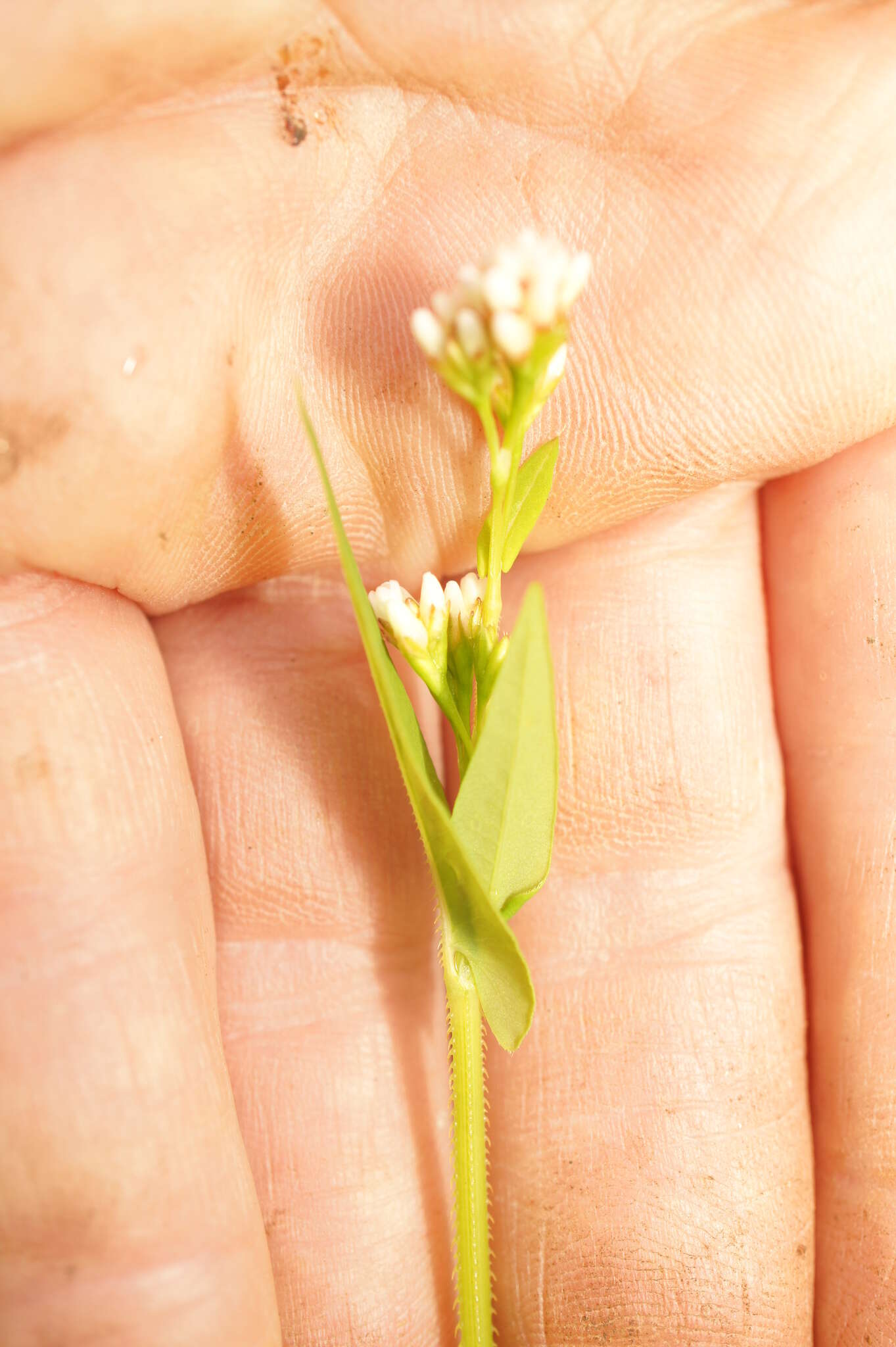 Persicaria sagittata (L.) H. Gross resmi