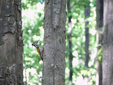 Image of Himalayan Flameback