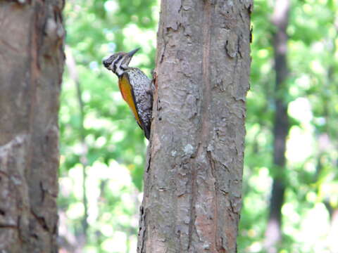 Image of Himalayan Flameback