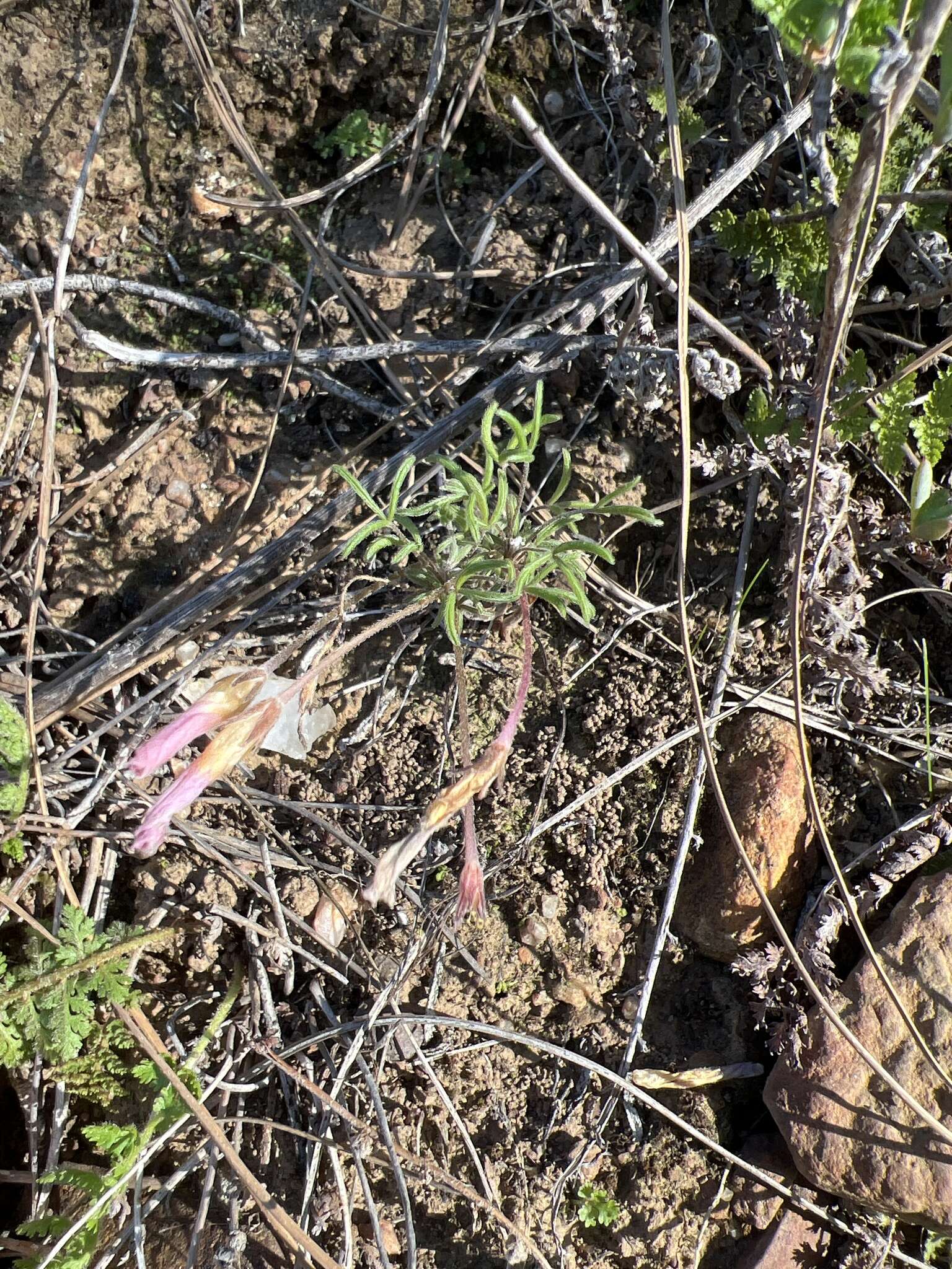 Image of Oxalis falcatula Salter