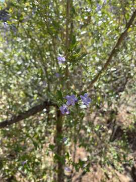 Image of Mauve freylinia