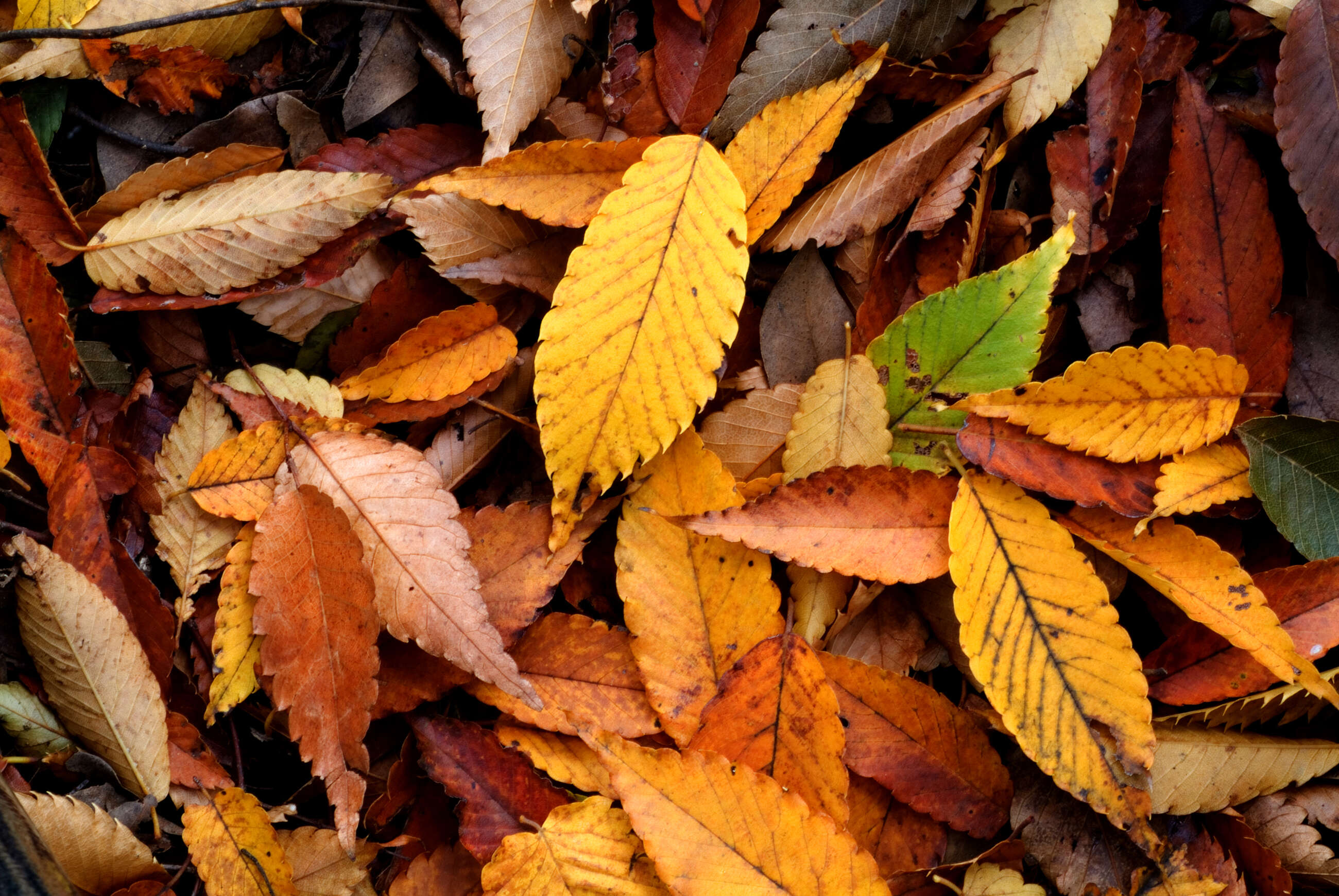 Imagem de Zelkova serrata (Thunb.) Makino