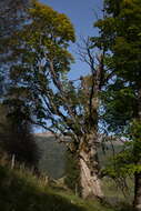 Imagem de Acer pseudoplatanus L.