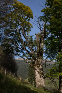 Imagem de Acer pseudoplatanus L.