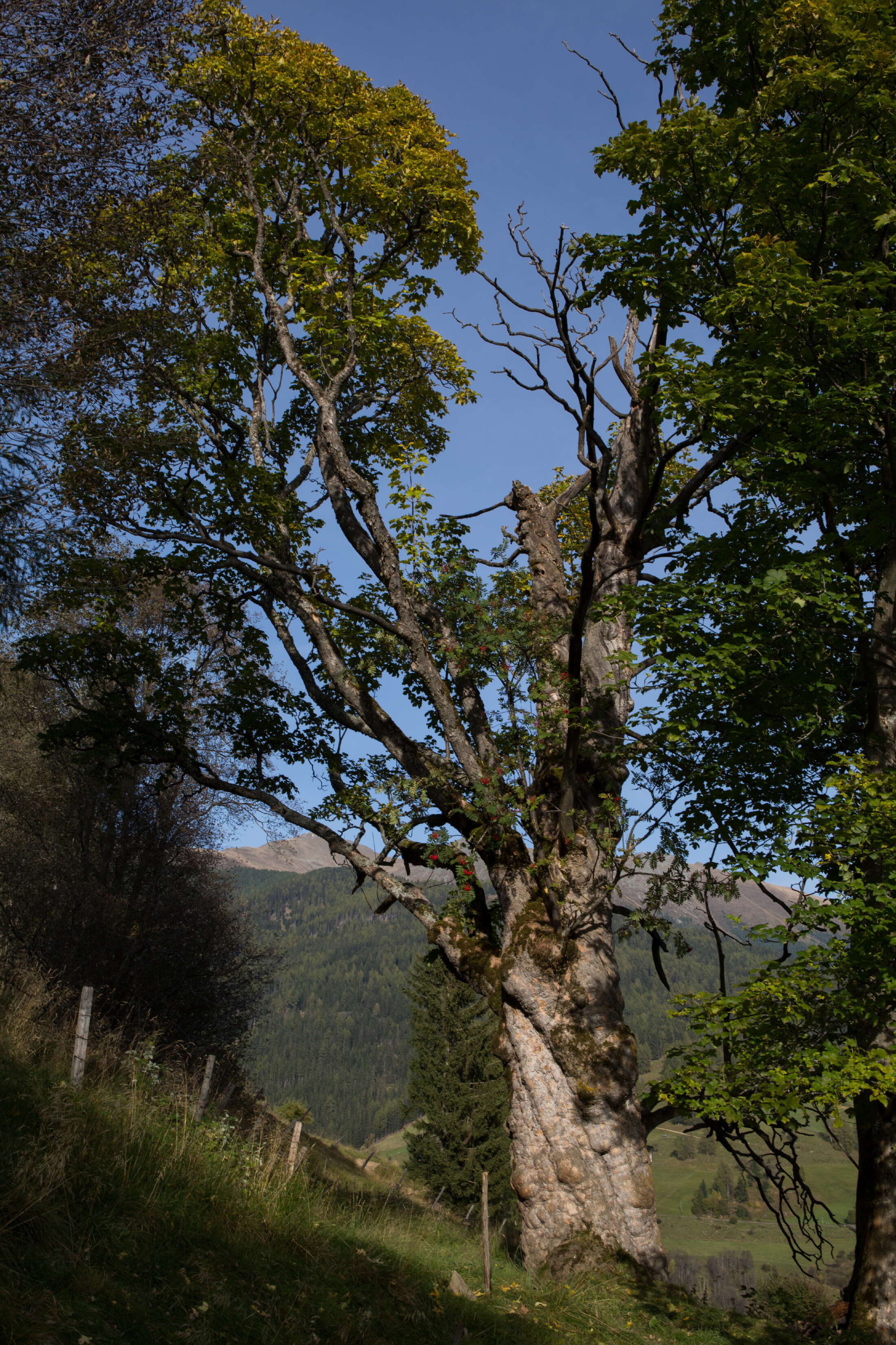 Imagem de Acer pseudoplatanus L.