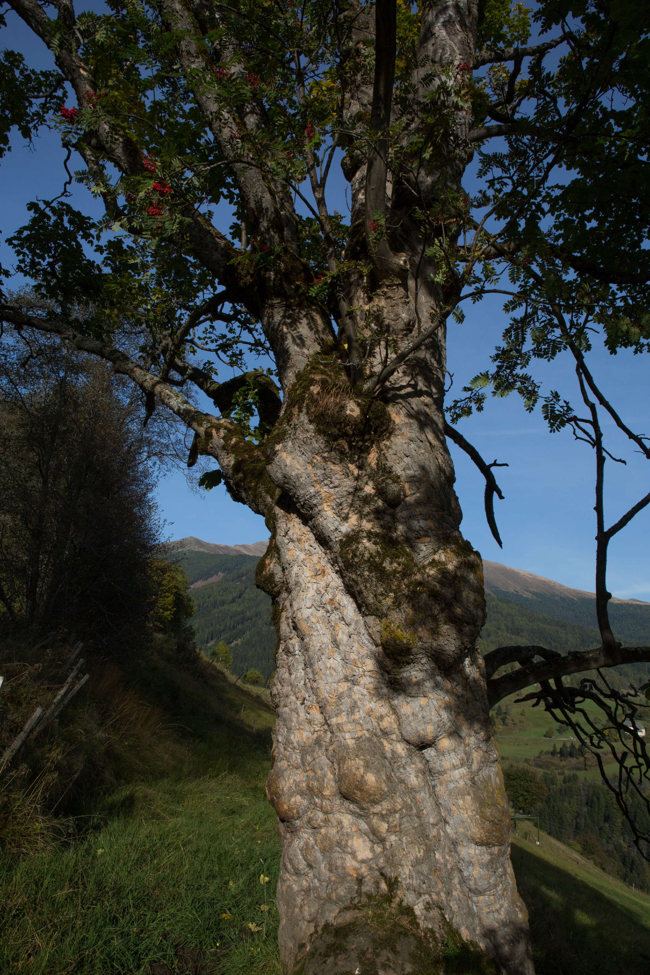 Imagem de Acer pseudoplatanus L.