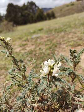 Image de Astragalus garbancillo Cav.