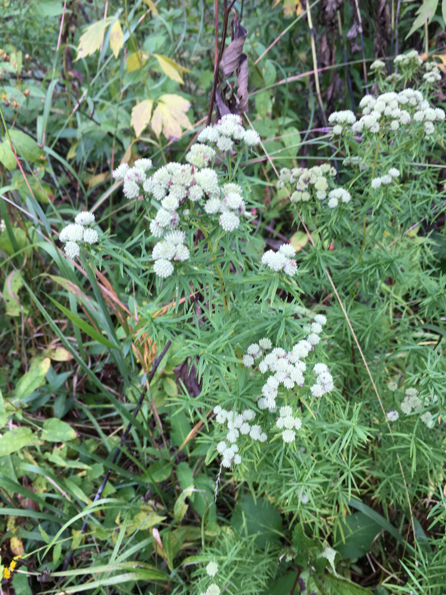 Image of narrowleaf mountainmint