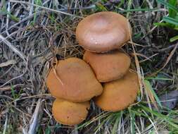 Image of Cortinarius cinnamomeus (L.) Gray 1821