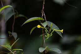 Image of Mandevilla tubiflora (Mart. & Gal.) R. E. Woodson