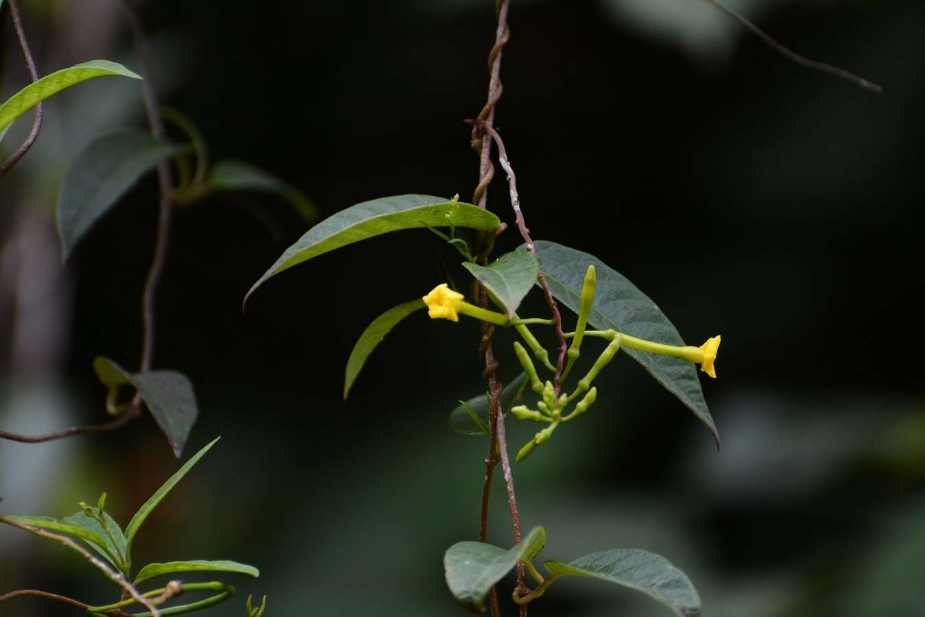 Image of Mandevilla tubiflora (Mart. & Gal.) R. E. Woodson