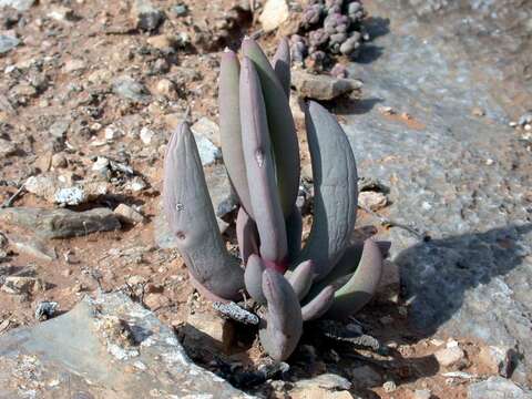 Image of Astridia longifolia (L. Bol.) L. Bol.