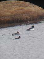 Image of Mergus merganser americanus Cassin 1852