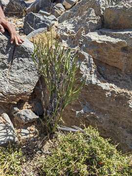 Image of Ephedra pachyclada Boiss.