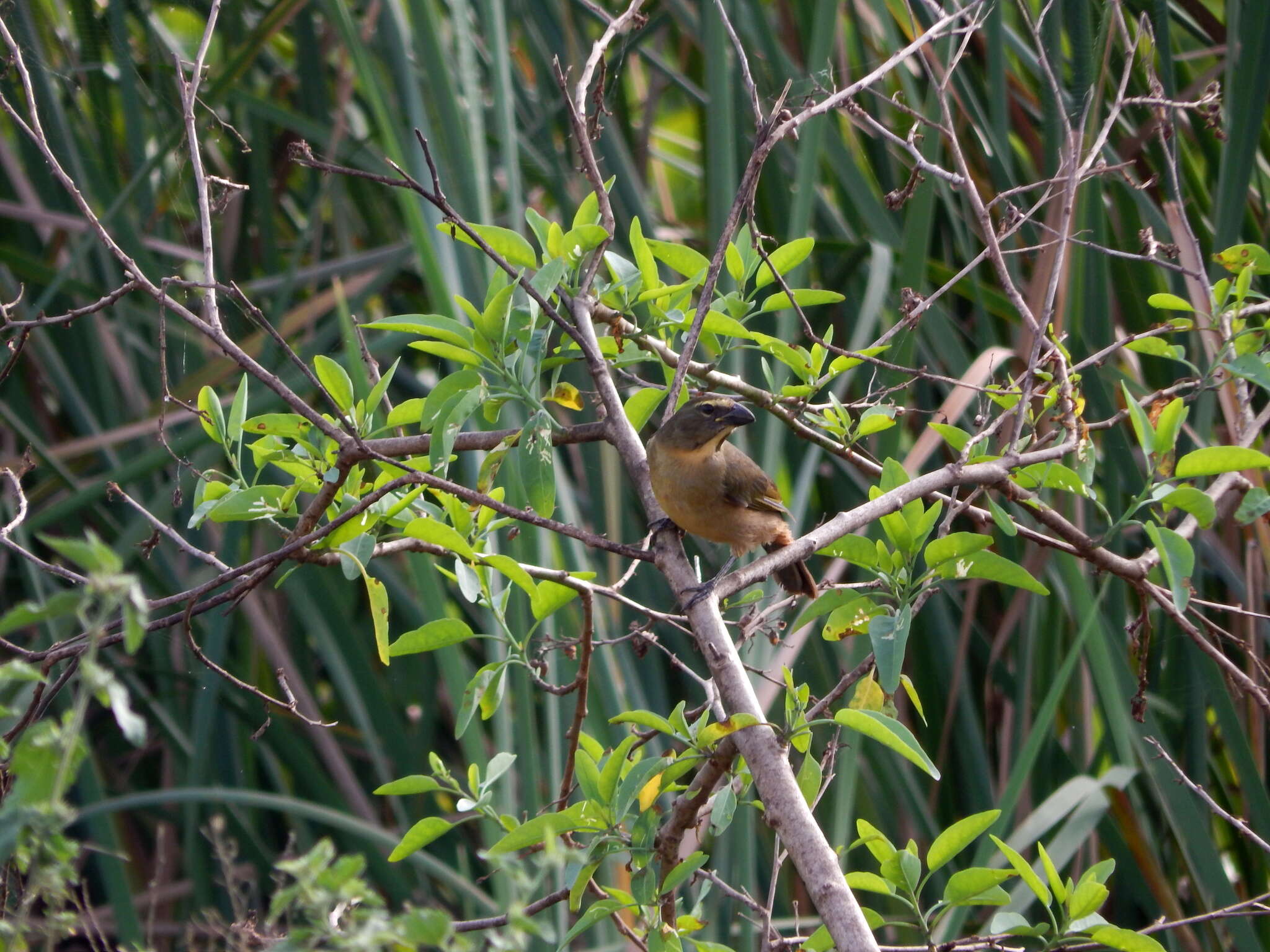 Image of Grayish Saltator