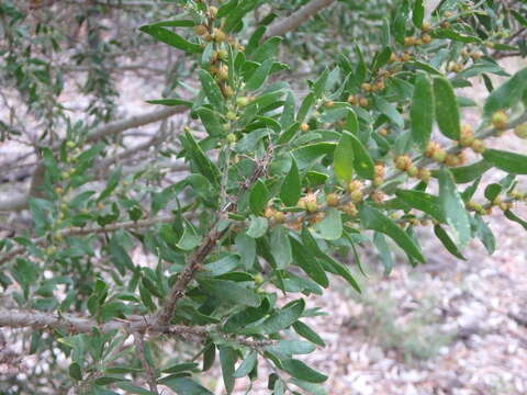 Image of Acacia tristis