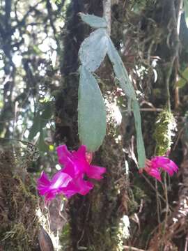 Plancia ëd Schlumbergera opuntioides (Loefgr. & Dusén) D. R. Hunt