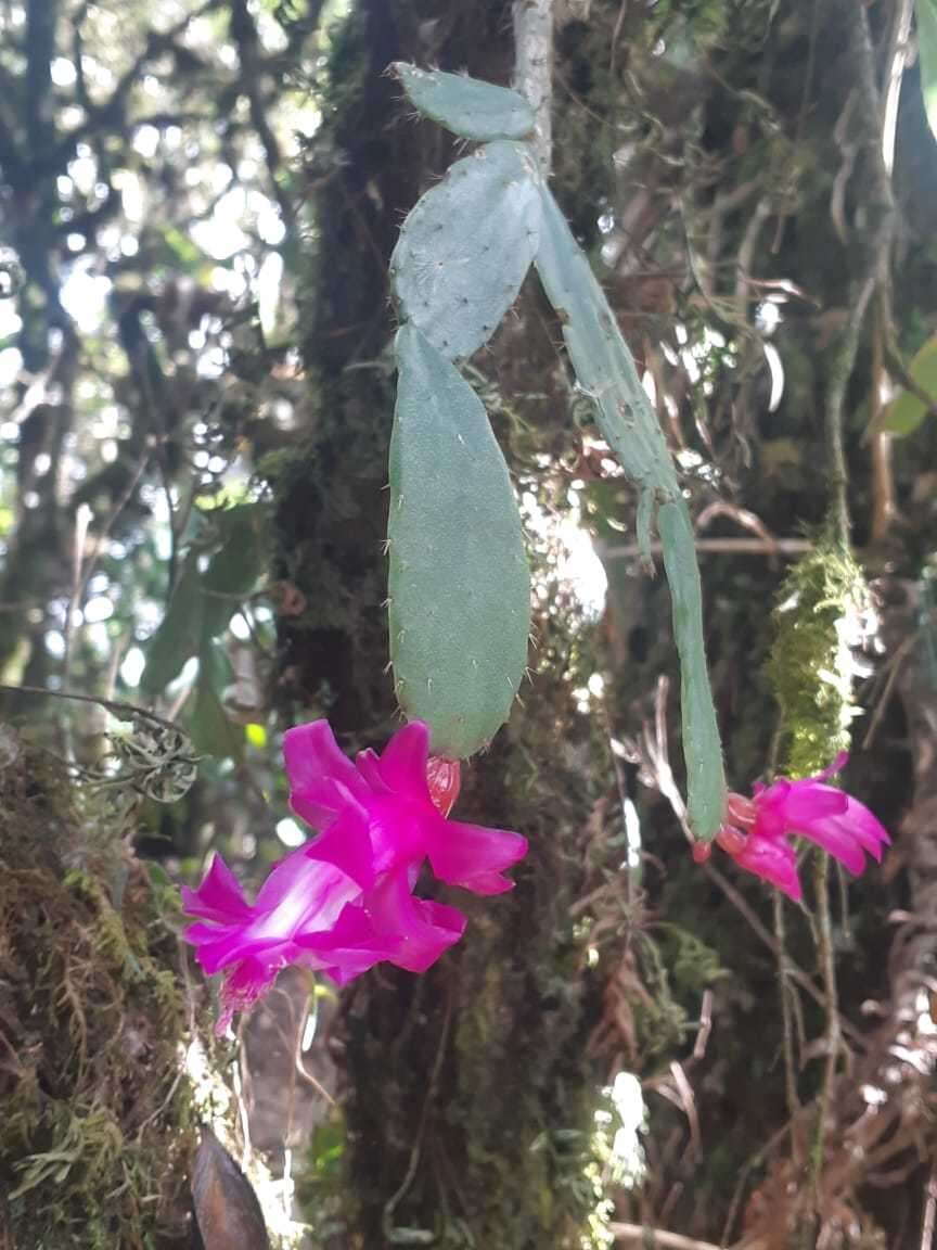 Plancia ëd Schlumbergera opuntioides (Loefgr. & Dusén) D. R. Hunt