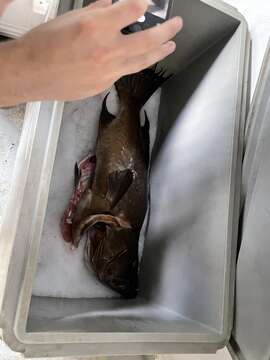 Image of Broom-tail Grouper