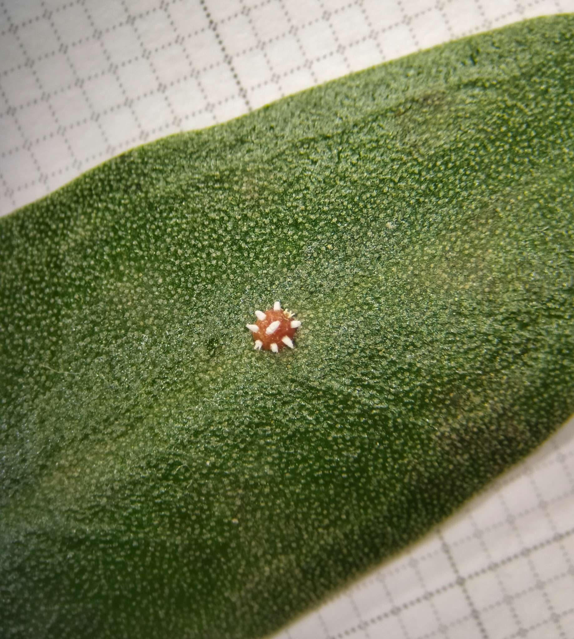 Image of Ceroplastes sinensis Del Guercio 1900