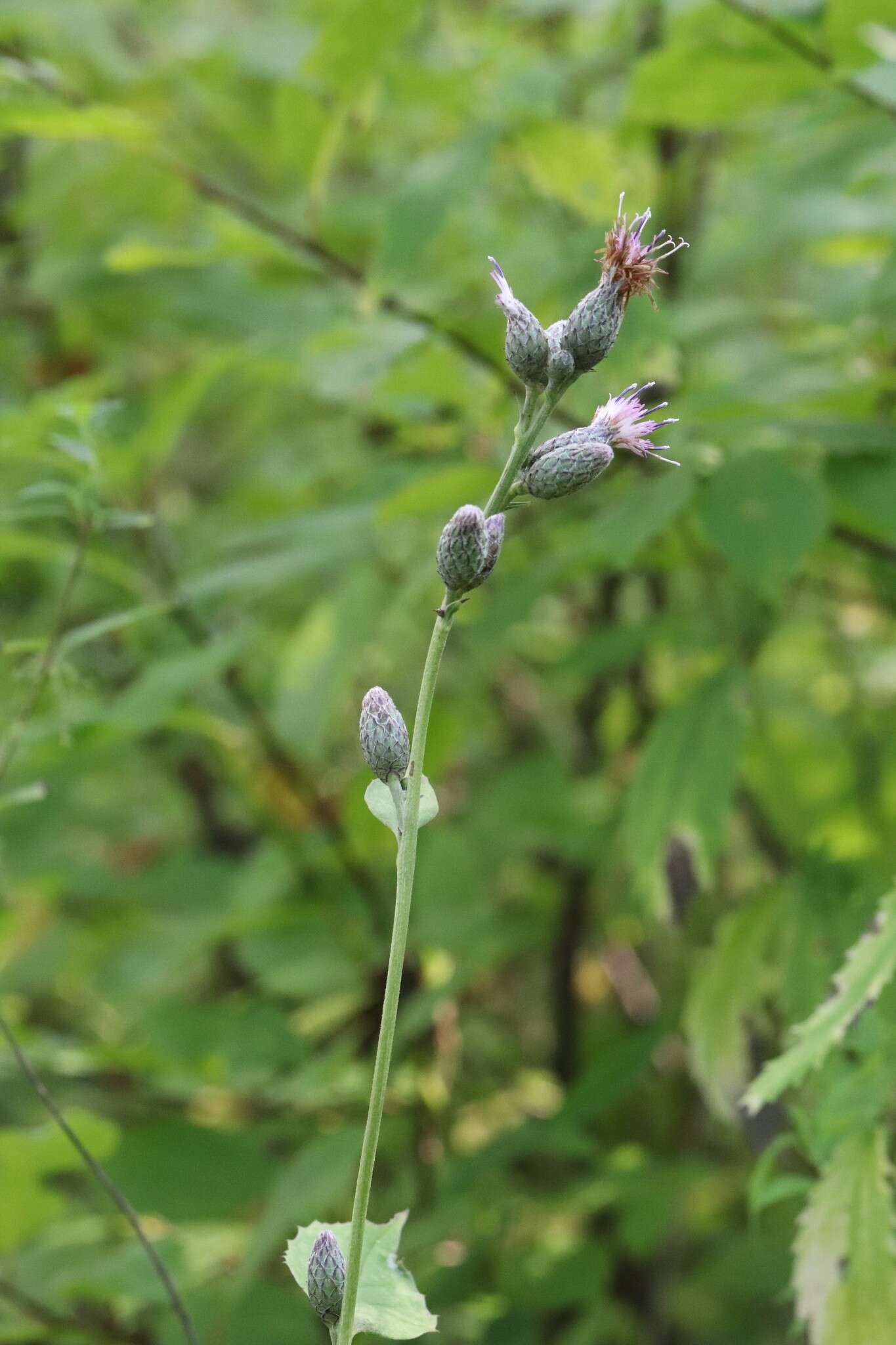 Image of Saussurea grandifolia Maxim.