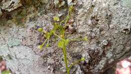 Image of Dioscorea buckleyana Wilkin