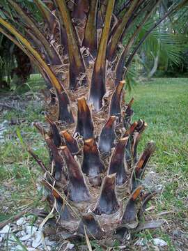 Image of Carnauba palm