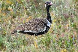 Image of Southern Black Bustard