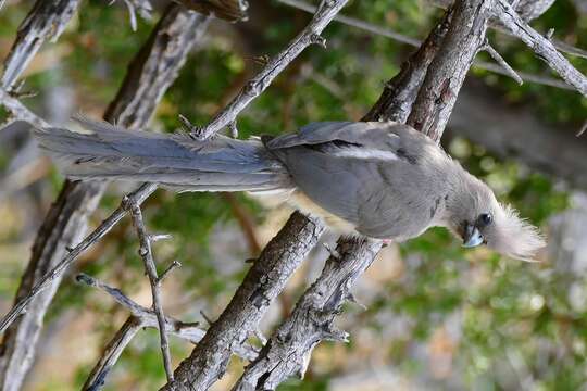 Image of White-backed Mousebird