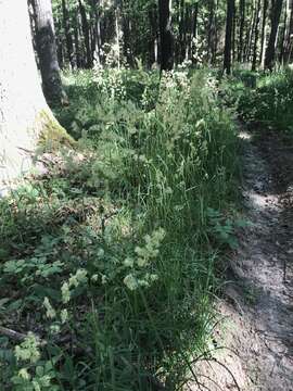 Image of Ascherson's orchardgrass