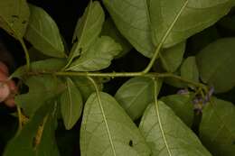 Image of Solanum subinerme Jacq.