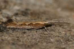 صورة Plutella xylostella Linnaeus 1767