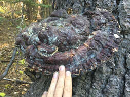 Ganoderma oregonense Murrill 1908的圖片