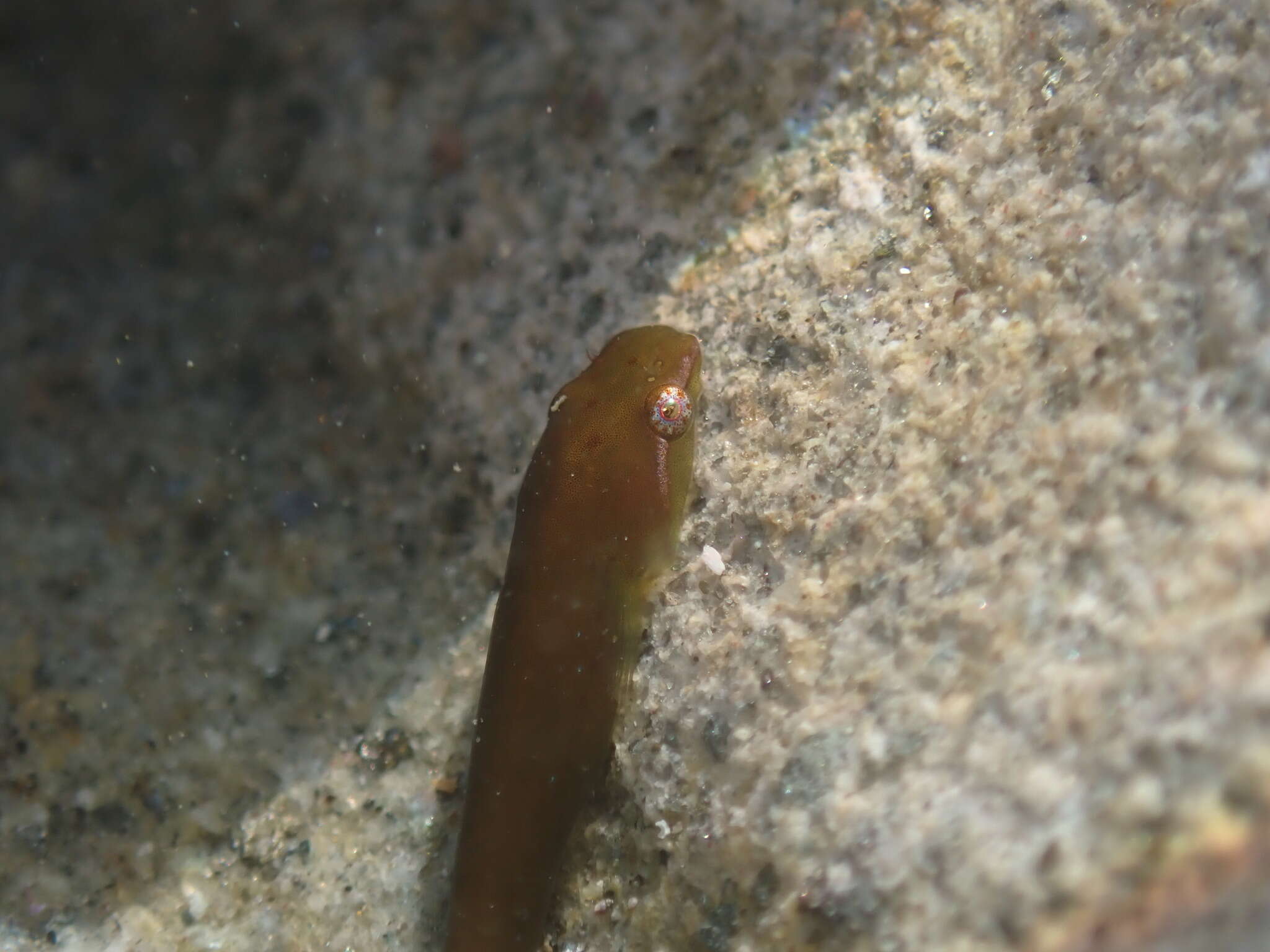 Image of Slender clingfish